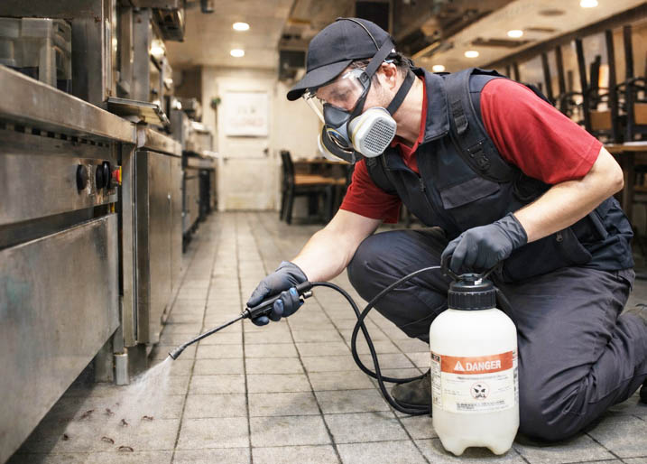 Ant Removal Gold Coast