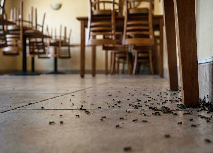 Carpenter ants control Gold Coast